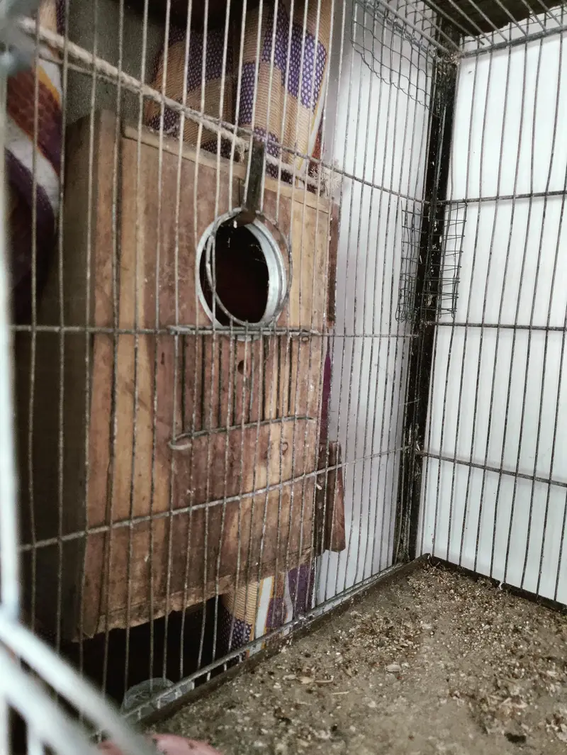 Bird Cage ( 6 khany wala) — photo 3