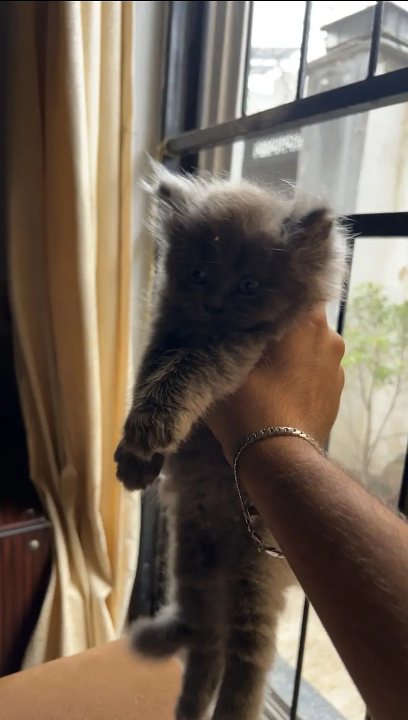 Triple Coated Semi Punch Face Kitten