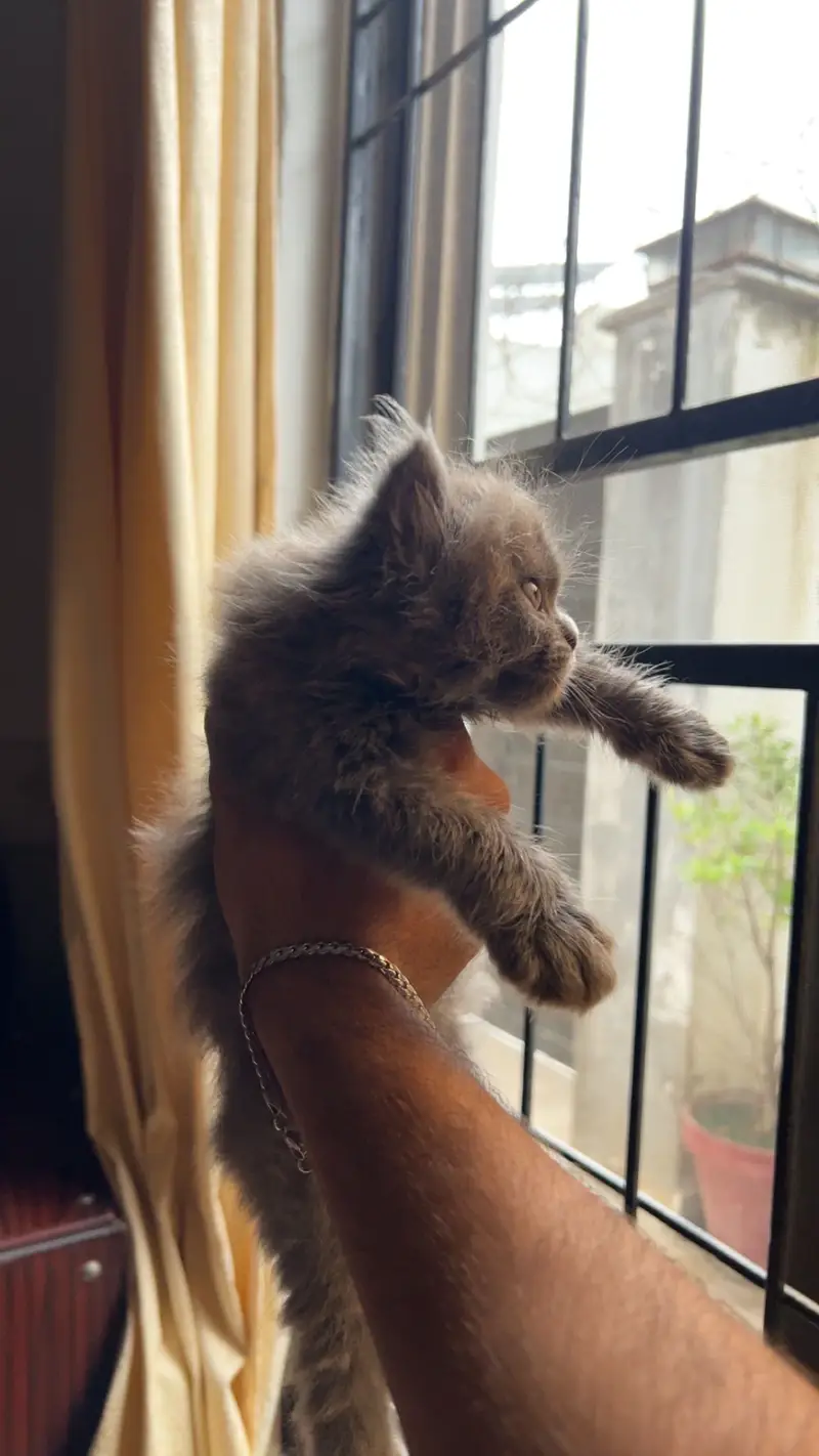 Triple Coated Semi Punch Face Kitten — photo 2