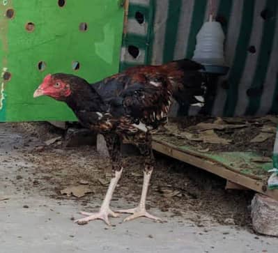 Pure Mutation