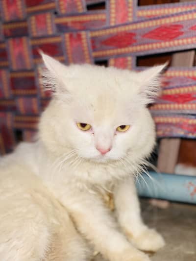 price 15k exchange also available with blue eyes male