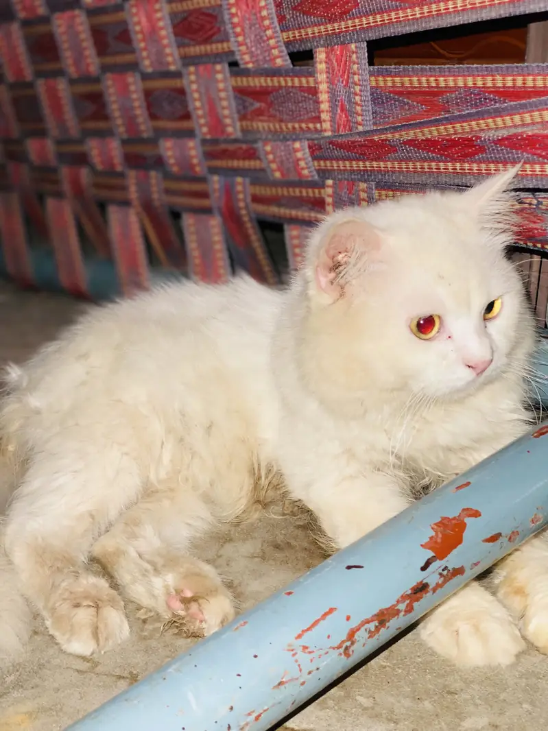 price 15k exchange also available with blue eyes male — photo 2
