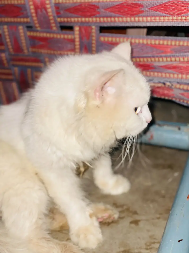 price 15k exchange also available with blue eyes male — photo 3