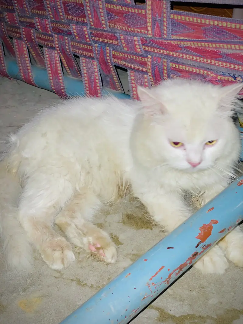 price 15k exchange also available with blue eyes male — photo 4