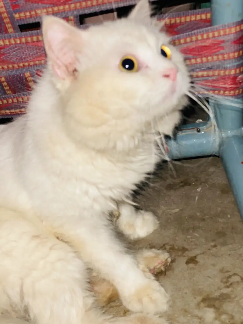 price 15k exchange also available with blue eyes male — photo 5