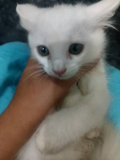white color broun eyes