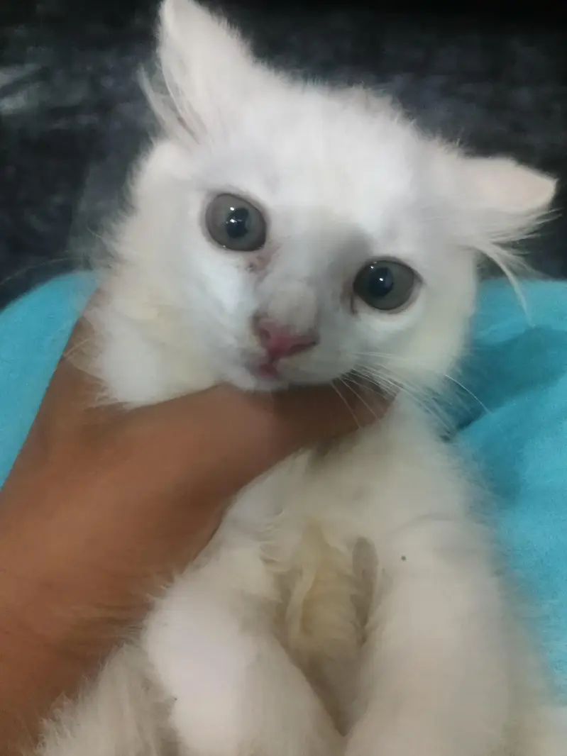 white color broun eyes — photo 2