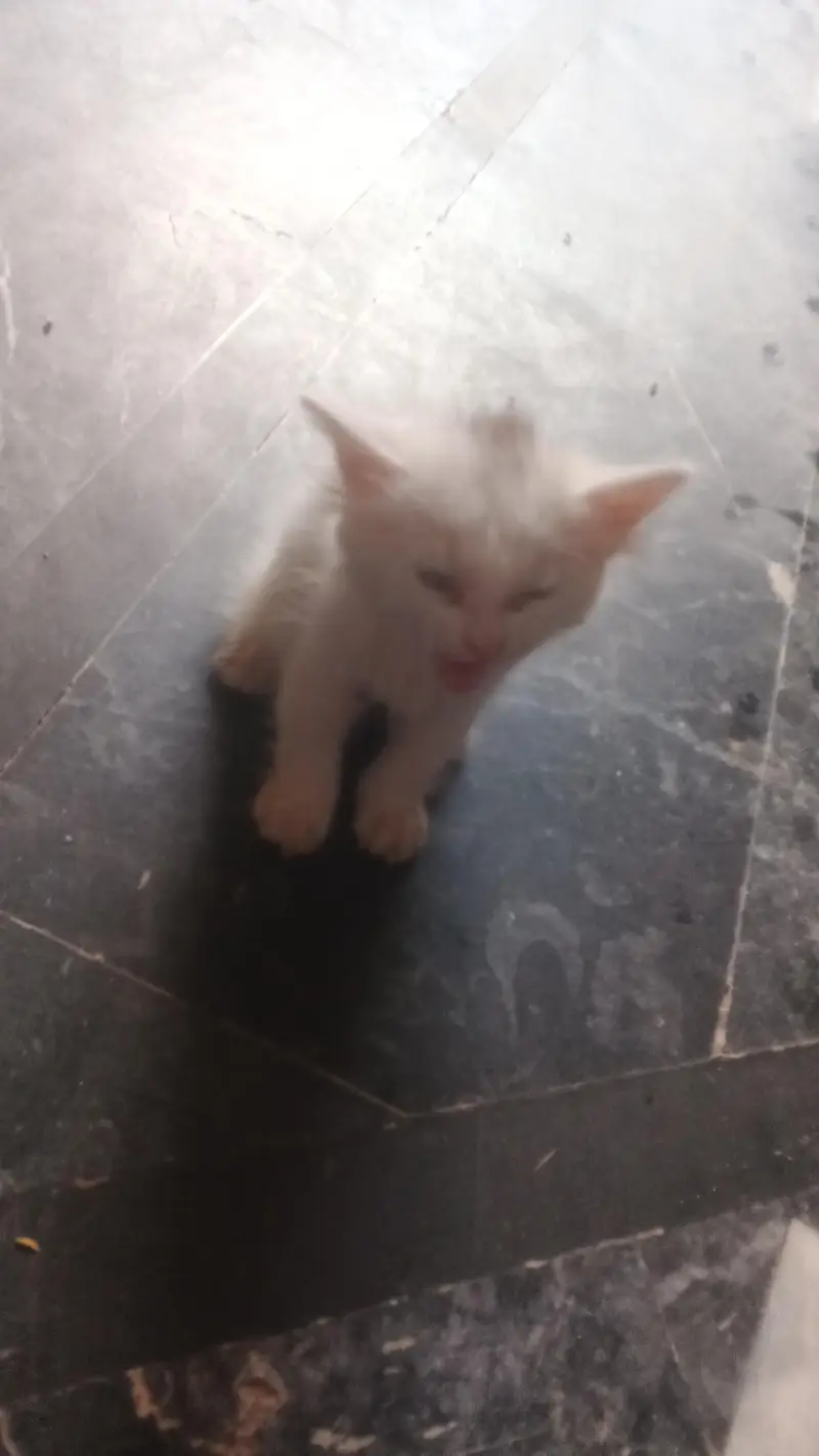 white color broun eyes — photo 3