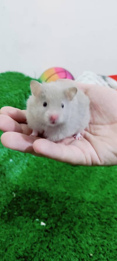 American Syrian hamster