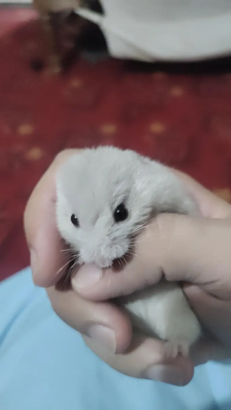American Syrian hamster — photo 3