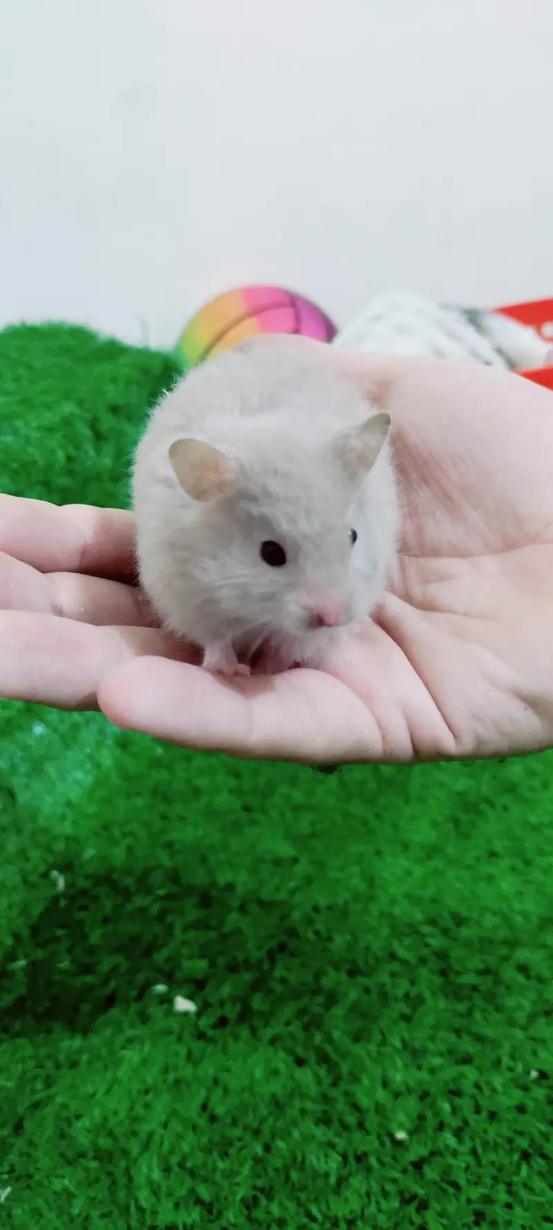 American Syrian hamster — photo 4