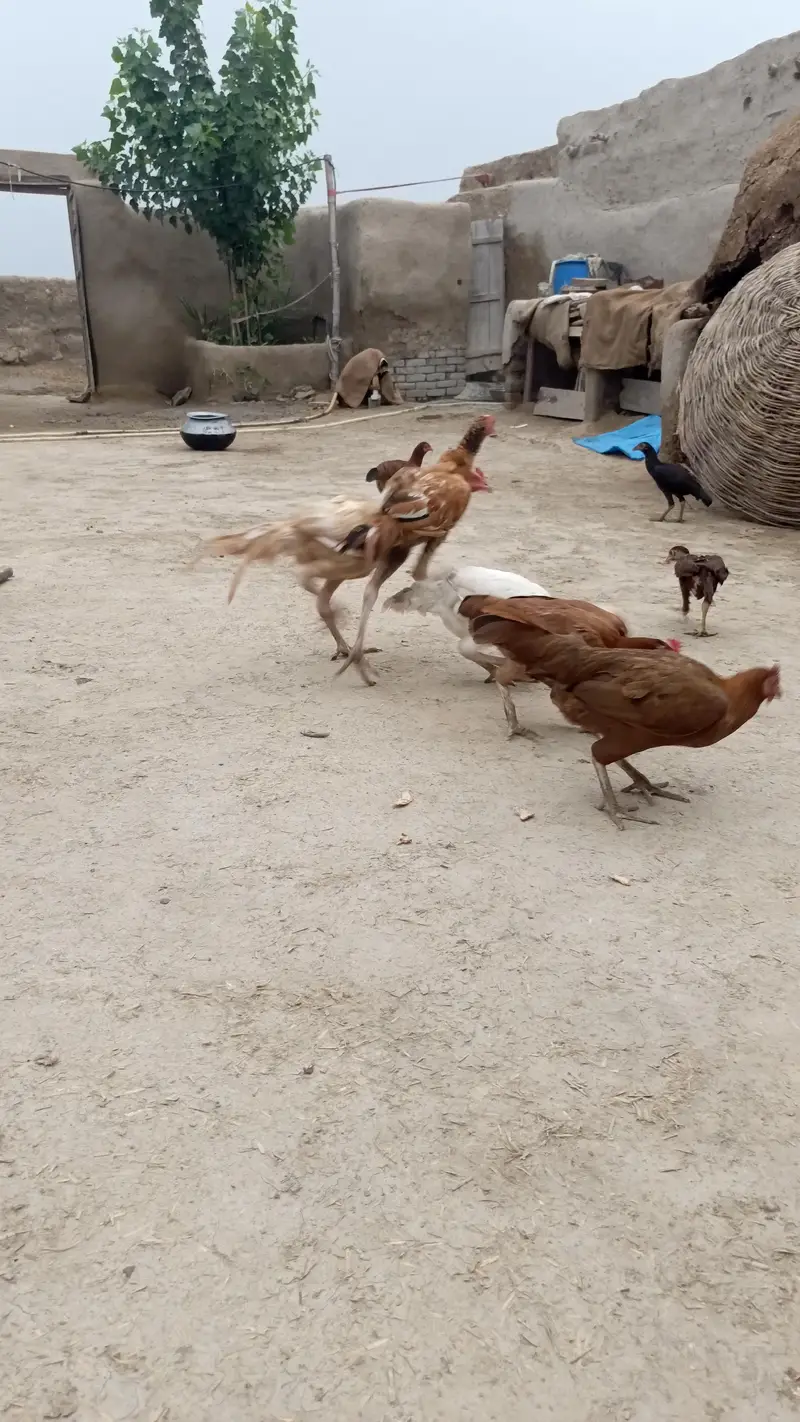 Aseel pathy or pthyaan for seal — photo 6