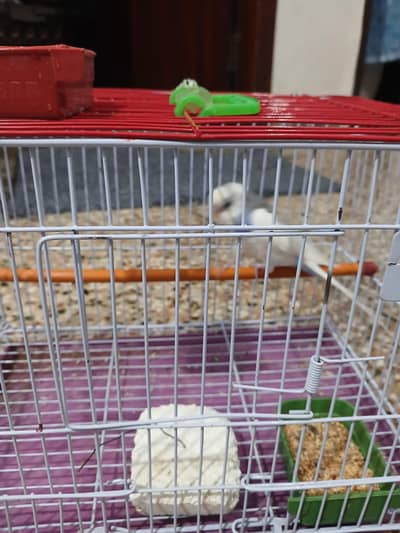 1 budge and 1 cock tail