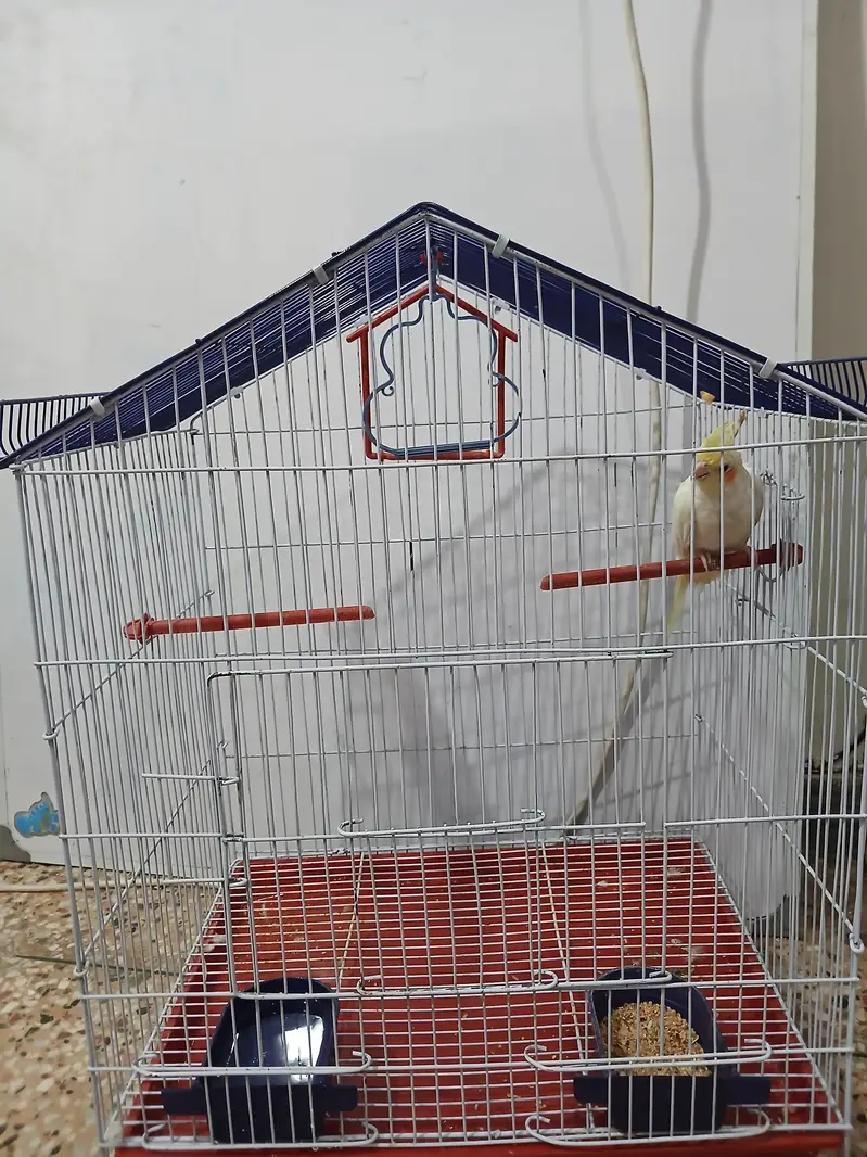 1 budge and 1 cock tail — photo 2