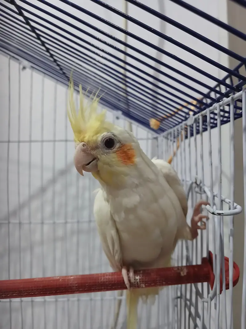 1 budge and 1 cock tail — photo 3