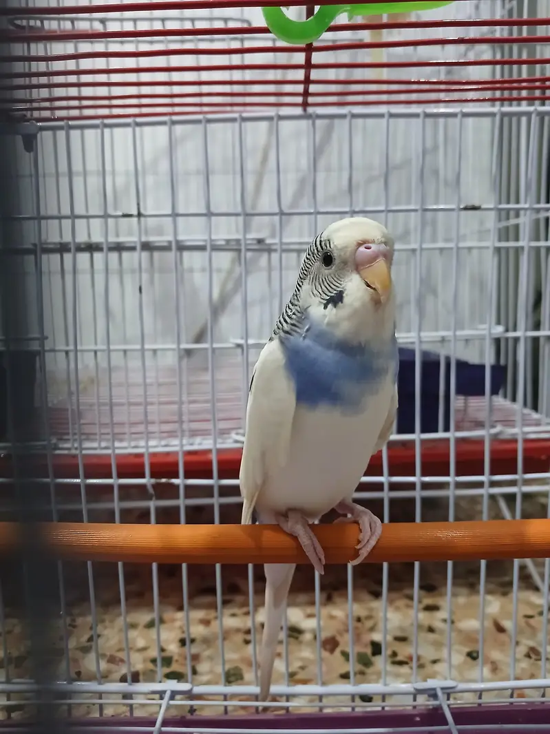 1 budge and 1 cock tail — photo 6