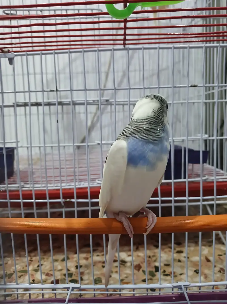 1 budge and 1 cock tail — photo 7