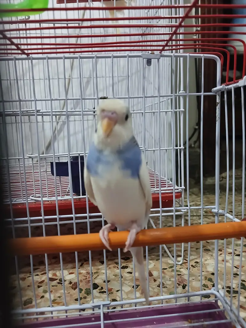 1 budge and 1 cock tail — photo 9