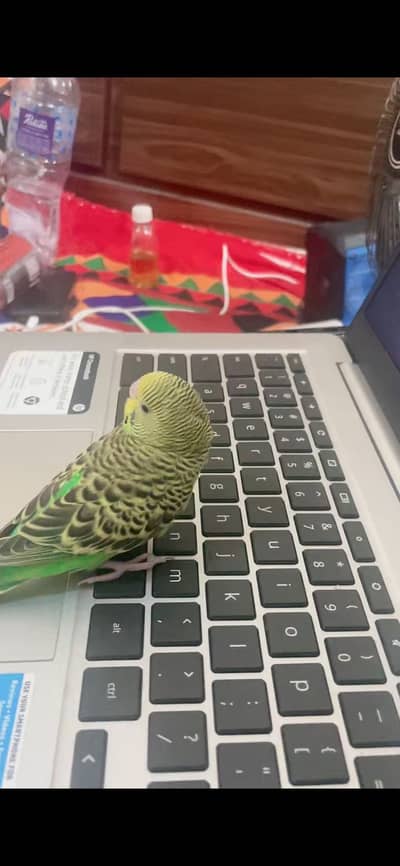 Handtame parrot only 999