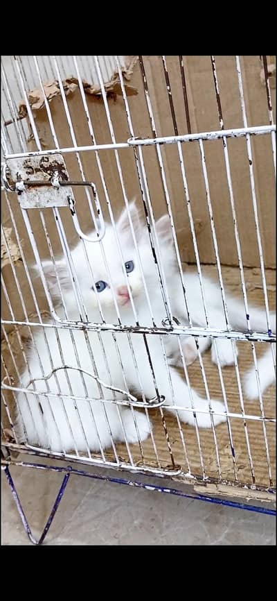Persian cat babies