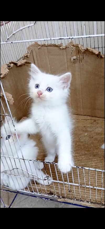Persian cat