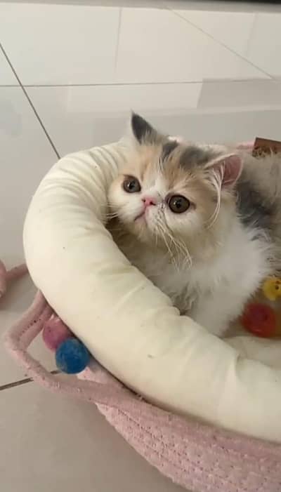 Calico Female Kitten Cat Triple Coated Vaccinated