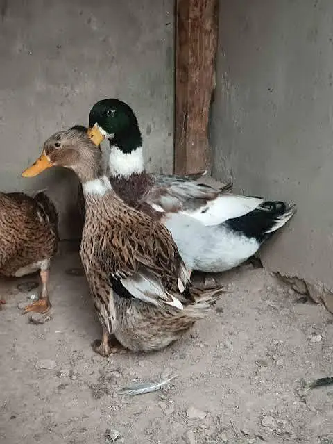 duck for sell 03009669469 — photo 2