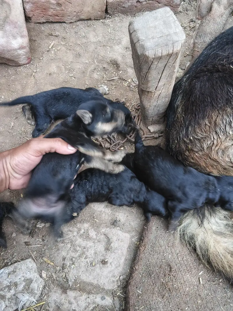 German shapird Puppy — photo 2