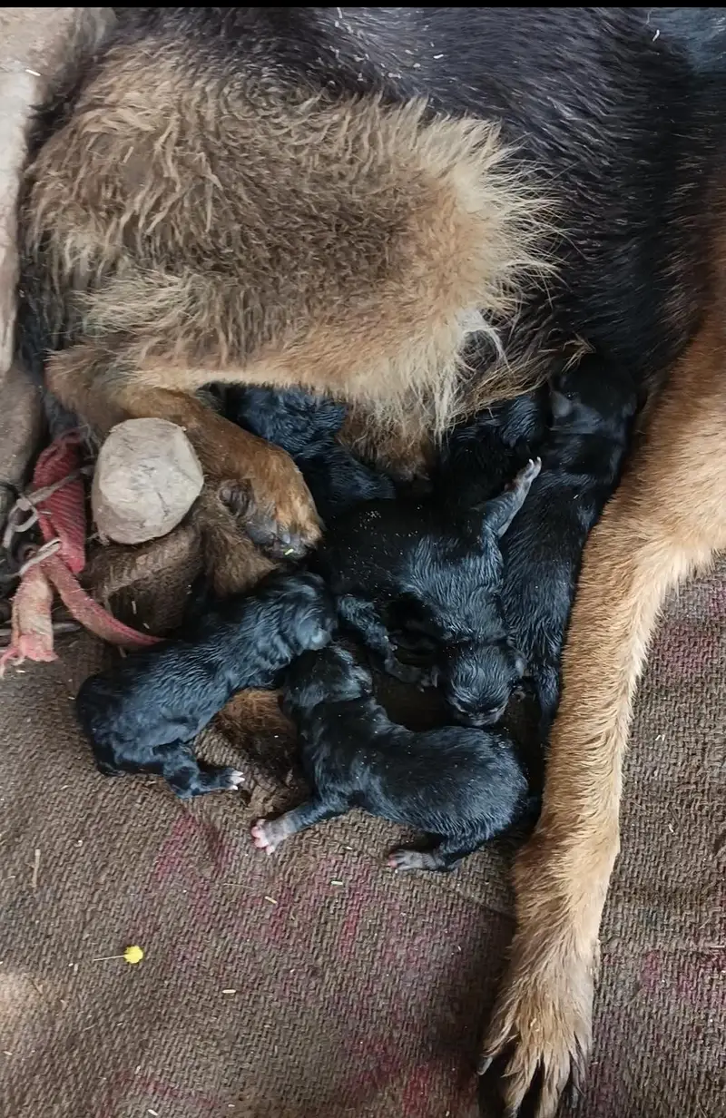 German shapird Puppy — photo 3