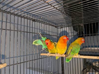 love birds pale fallow pale fallow split online
