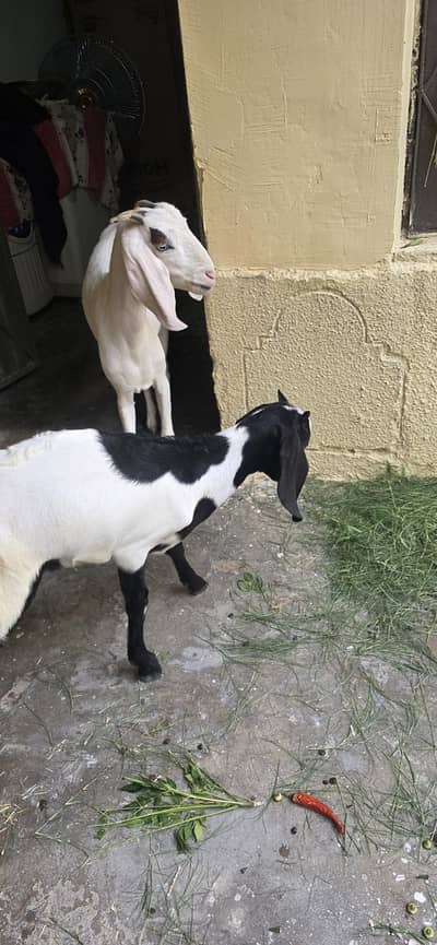 Goat for sale