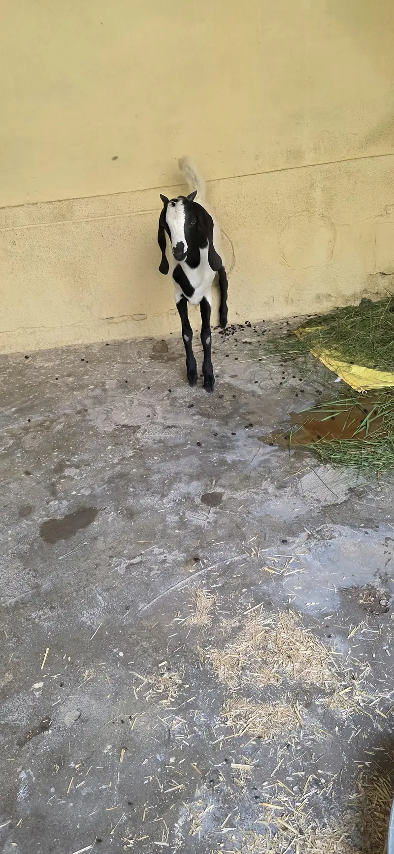 Goat for sale — photo 2