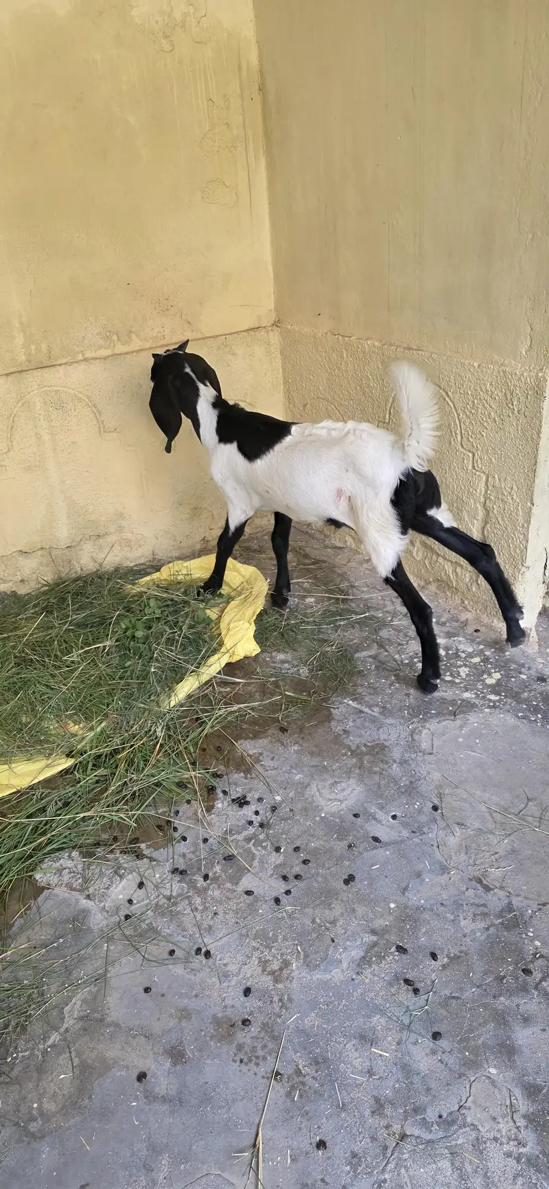 Goat for sale — photo 3