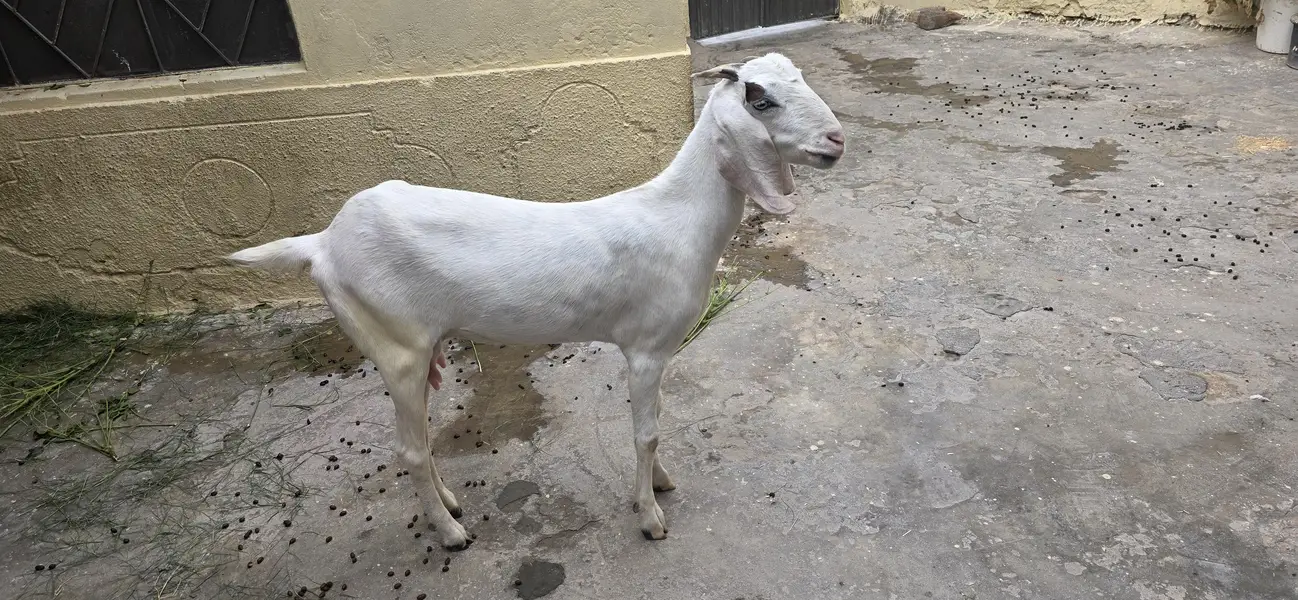 Goat for sale — photo 4