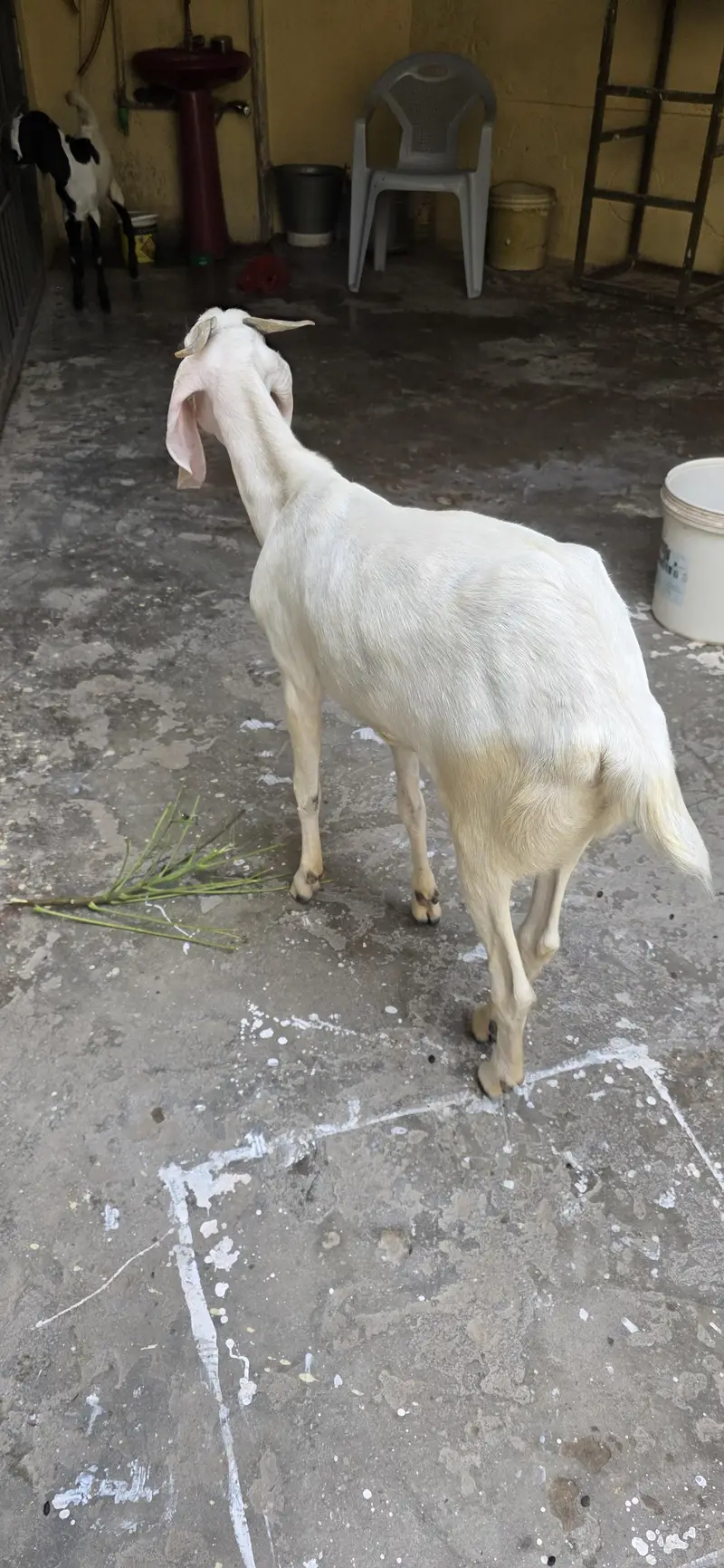 Goat for sale — photo 5
