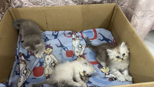 Persian kittens for sale