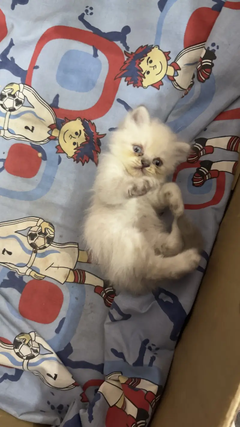 Persian kittens for sale — photo 2