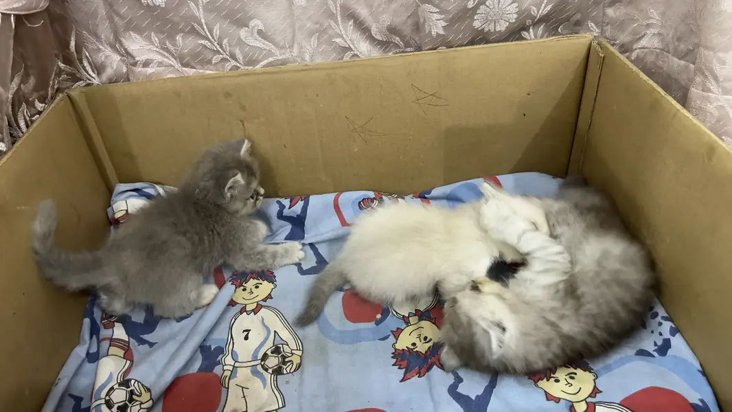 Persian kittens for sale — photo 3