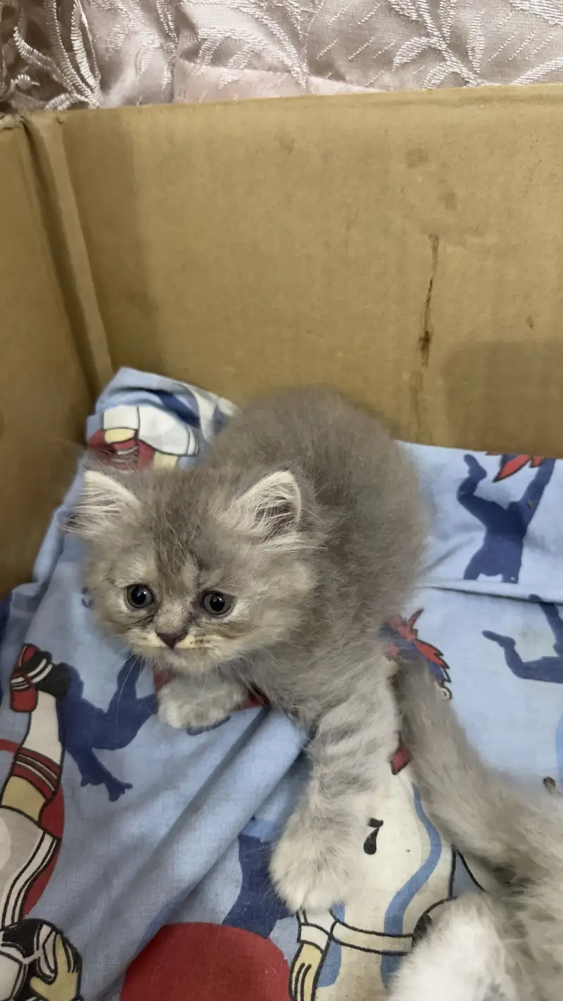 Persian kittens for sale — photo 4