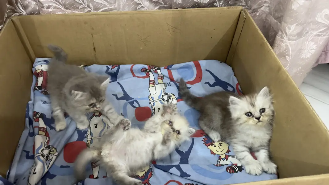 Persian kittens for sale — photo 5