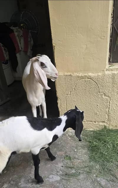 Goats for sale