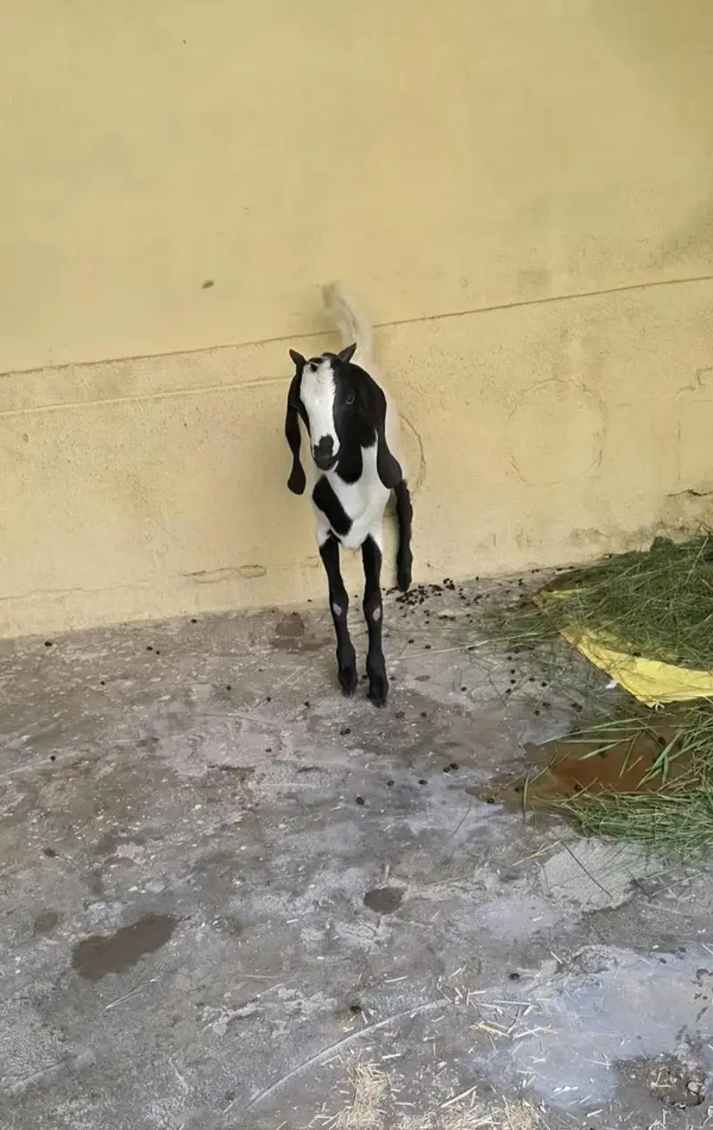 Goats for sale — photo 2