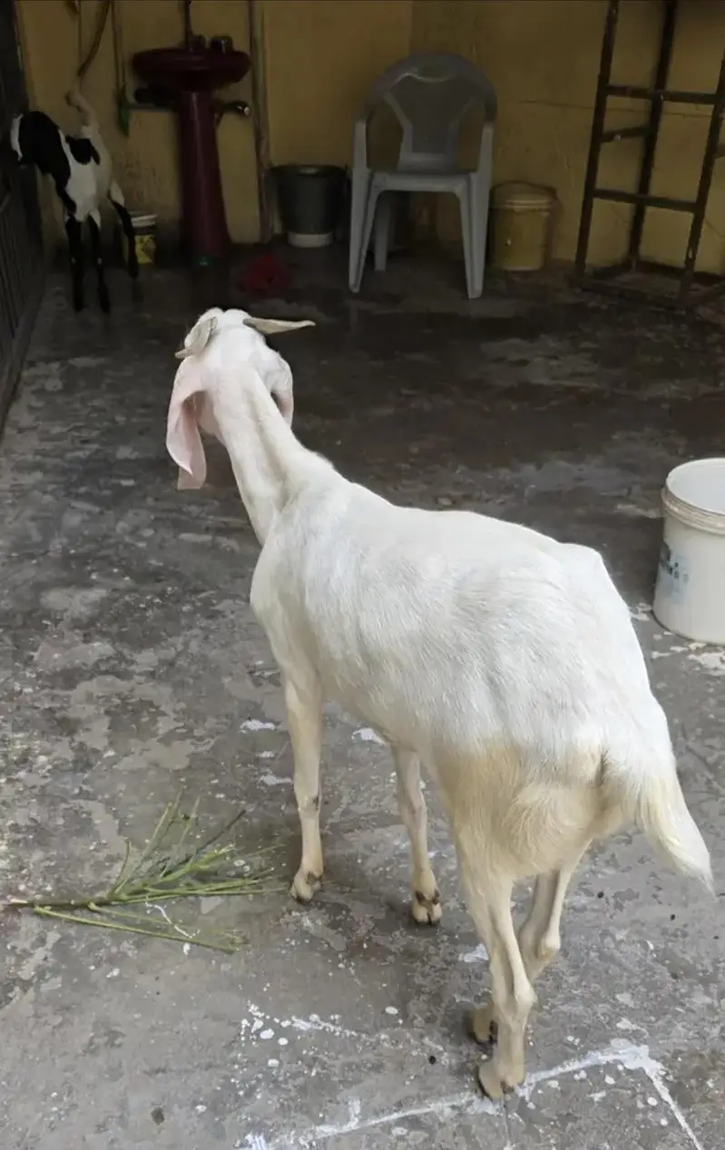 Goats for sale — photo 3