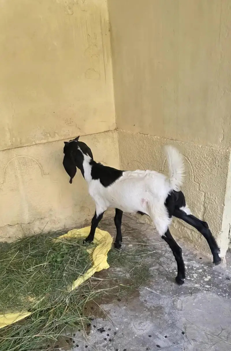 Goats for sale — photo 4