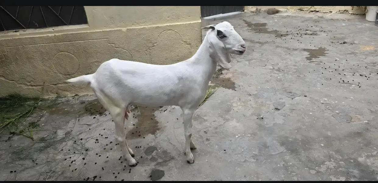 Goats for sale — photo 5