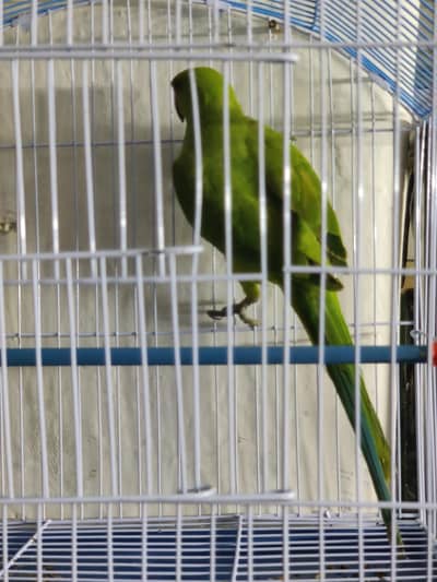 PARROT FOR SALE