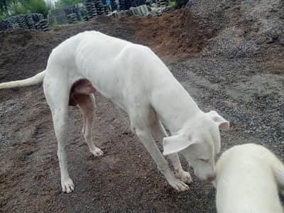 acha dog hu