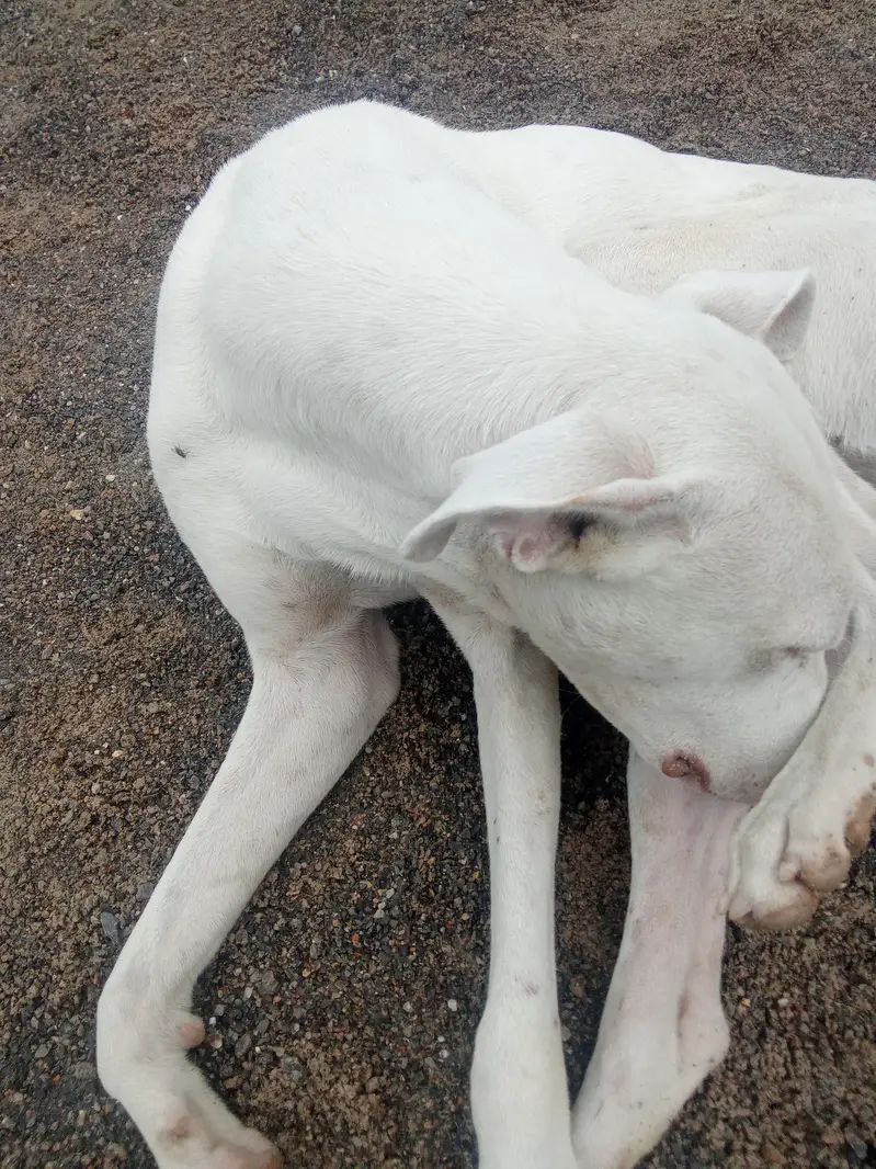 acha dog hu — photo 2