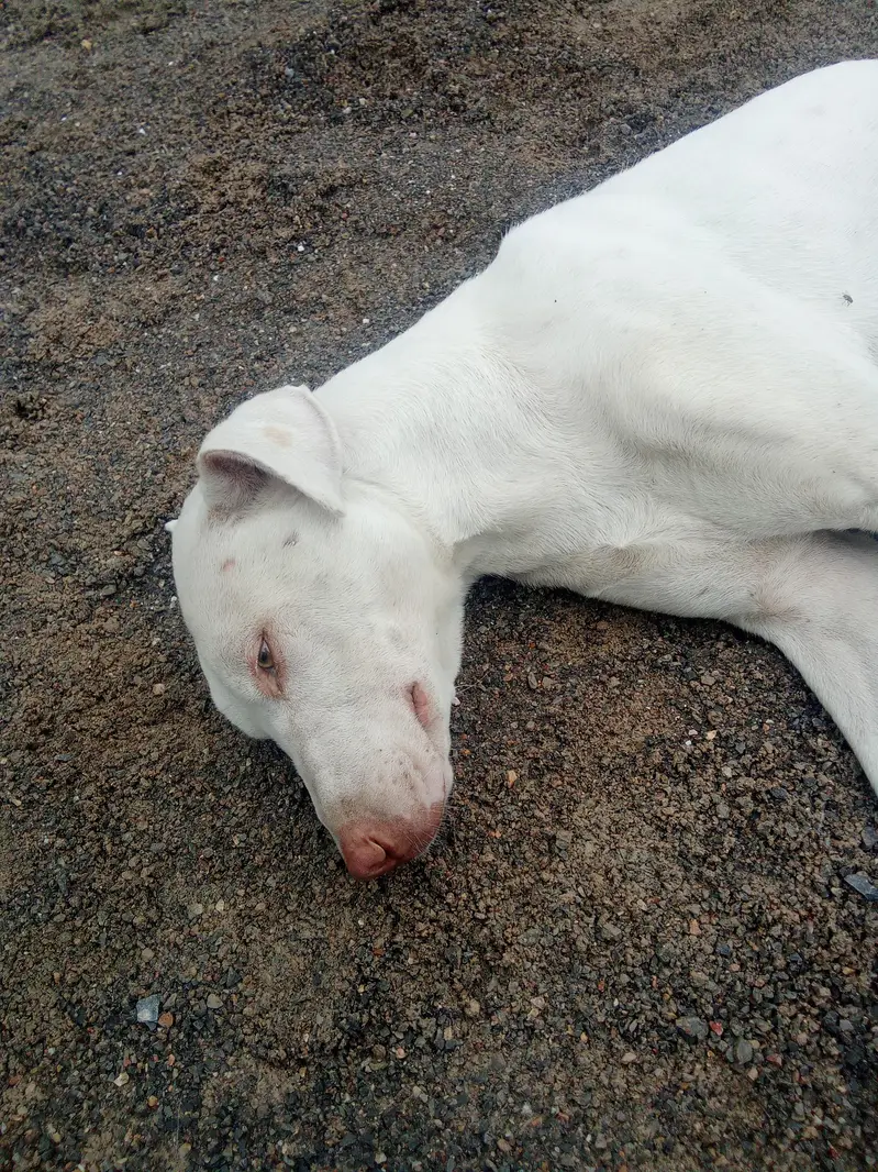 acha dog hu — photo 3