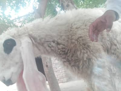Sheep jawan
